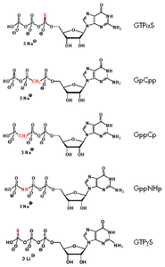 Structures of non-hydrolyzable Guanosine-5'-triphosphate analogs