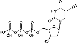 Structural formula of 5-Ethynyl-dUTP (5-EdUTP) (5-Ethynyl-2'-deoxyuridine 5'-triphosphate, Sodium salt)