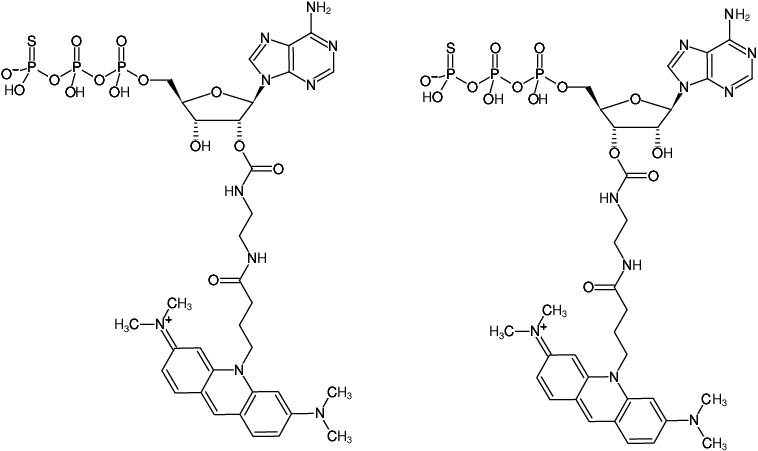 Structural formula of EDA-ATPγS-ATTO-495 (2'/3'-O-(2-Aminoethyl-carbamoyl)-adenosine-5'-(γ-thio)-triphosphate, labeled with ATTO 495, Triethylammonium salt)