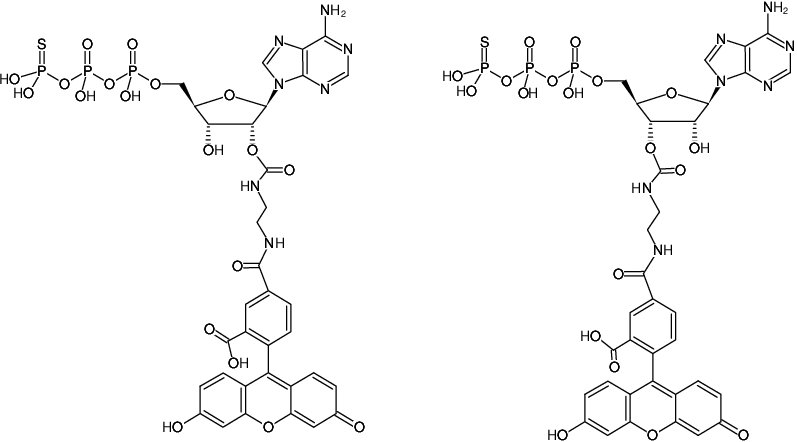 Structural formula of EDA-ATPγS-5-FAM (2'/3'-O-(2-Aminoethyl-carbamoyl)-adenosine-5'-(γ-thio)-triphosphate, labeled with 5 FAM, Triethylammonium salt)