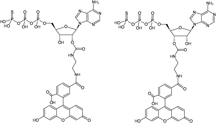 Structural formula of EDA-ATPγS-6-FAM (2'/3'-O-(2-Aminoethyl-carbamoyl)-adenosine-5'-(γ-thio)-triphosphate, labeled with 6 FAM, Triethylammonium salt)