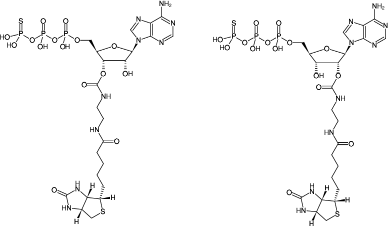 Structural formula of EDA-ATPγS-Biotin (2'/3'-O-(2-Aminoethyl-carbamoyl)-adenosine-5'-(γ-thio)-triphosphate-Biotin, Triethylammonium salt)