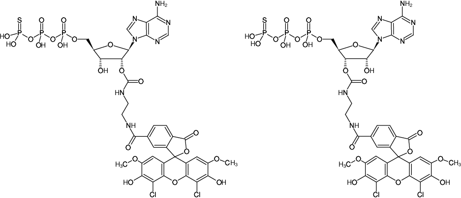 Structural formula of EDA-ATPγS-6-JOE (2'/3'-O-(2-Aminoethyl-carbamoyl)-adenosine-5'-(γ-thio)-triphosphate, labeled with 6-JOE, Triethylammonium salt)