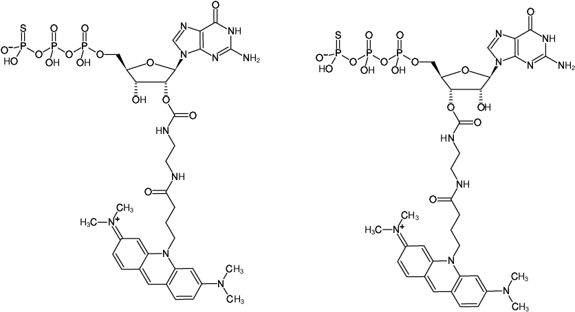 Structural formula of EDA-GTPγS-ATTO-495 (2'/3'-O-(2-Aminoethyl-carbamoyl)-guanosine-5'-(γ-thio)-triphosphate, labeled with ATTO 495, Triethylammonium salt)