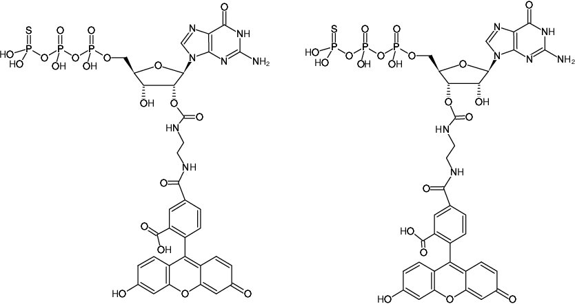 Structural formula of EDA-GTPγS-5-FAM (2'/3'-O-(2-Aminoethyl-carbamoyl)-guanosine-5'-(γ-thio)-triphosphate, labeled with 5 FAM, Triethylammonium salt)