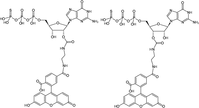 Structural formula of EDA-GTPγS-6-FAM (2'/3'-O-(2-Aminoethyl-carbamoyl)-guanosine-5'-(γ-thio)-triphosphate, labeled with 6 FAM, Triethylammonium salt)