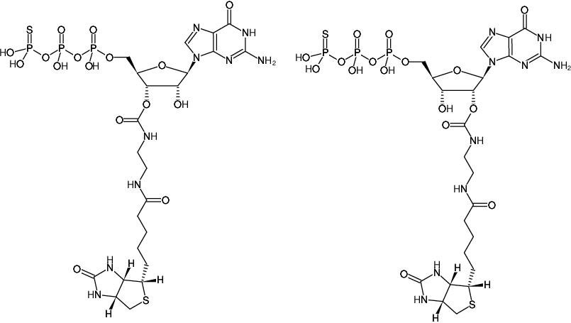 Structural formula of EDA-GTPγS-Biotin (2'/3'-O-(2-Aminoethyl-carbamoyl)-guanosine-5'-(γ-thio)-triphosphate-Biotin, Triethylammonium salt)