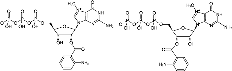 Structural formula of Ant-m7GTP (2'/3'-O-Anthraniloyl-7-methylguanosine-5'-triphosphate, Triethylammonium salt)