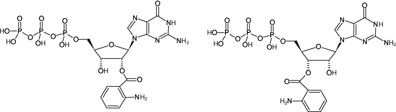 Structural formula of Ant-GTP (2'/3'-O-Anthraniloyl-guanosine-5'-triphosphate, Triethylammonium salt)