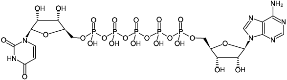 Structural formula of AP5U (P1-(5'-Adenosyl) P5-(5'-uridyl) pentaphosphate, Sodium salt)