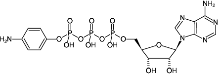 Structural formula of γ-Aminophenyl-ATP (Adenosine-5'-[γ-(4-aminophenyl)]triphosphate, Sodium salt)