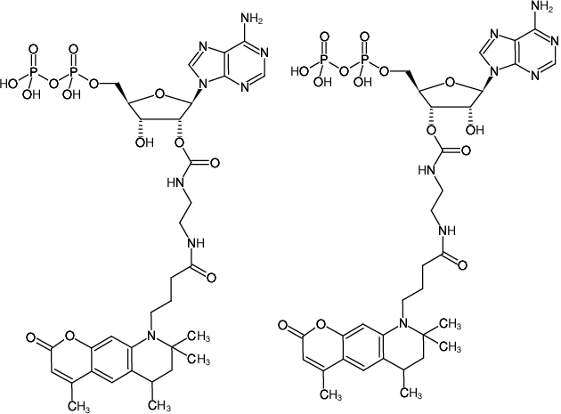 Structural formula of EDA-ADP-ATTO-390 (2'/3'-O-(2-Aminoethyl-carbamoyl)-Adenosine-5'-diphosphate, labeled with ATTO 390, Triethylammonium salt)