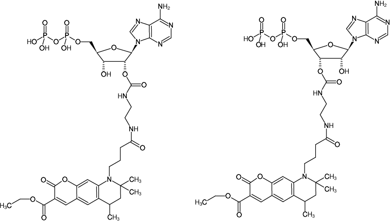 Structural formula of EDA-ADP-ATTO-425 (2'/3'-O-(2-Aminoethyl-carbamoyl)-Adenosine-5'-diphosphate, labeled with ATTO 425, Triethylammonium salt)