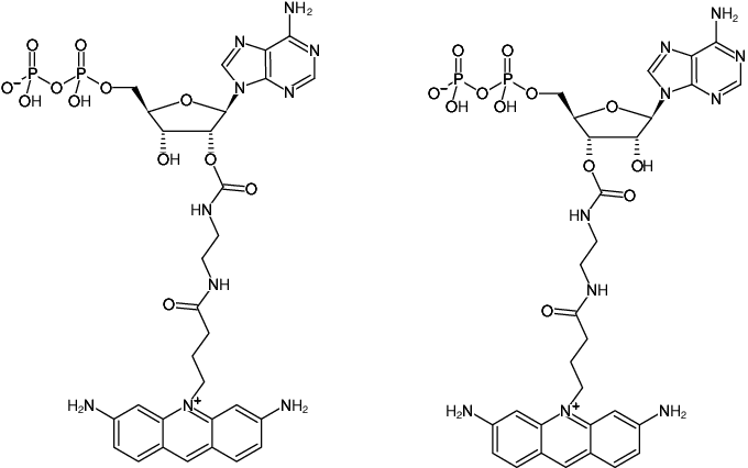 Structural formula of EDA-ADP-ATTO-465 (2'/3'-O-(2-Aminoethyl-carbamoyl)-Adenosine-5'-diphosphate, labeled with ATTO 465, Triethylammonium salt)