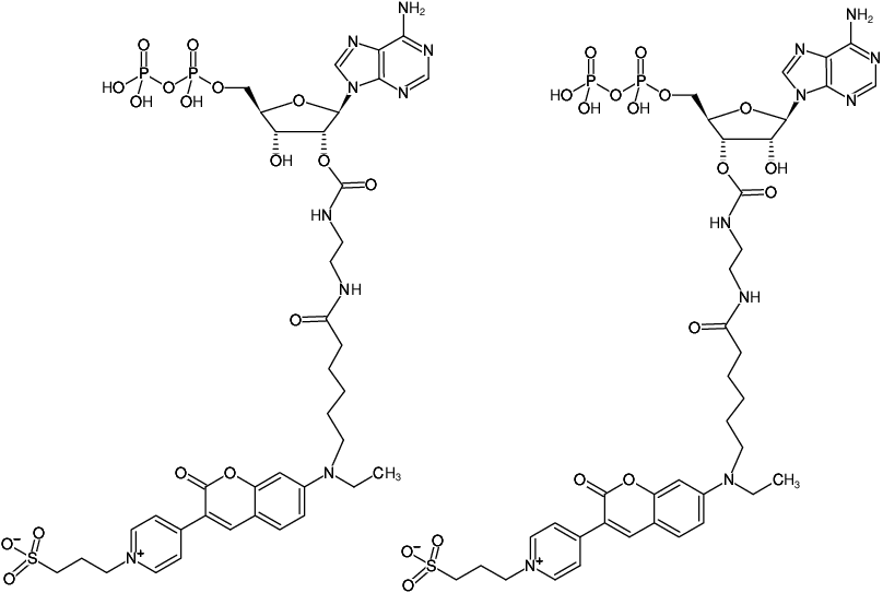 Structural formula of EDA-ADP-DY-485XL (2'/3'-O-(2-Aminoethyl-carbamoyl)-Adenosine-5'-diphosphate, labeled with DY 485XL, Triethylammonium salt)