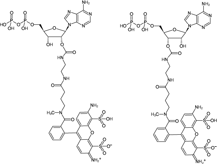 Structural formula of EDA-ADP-ATTO-488 (2'/3'-O-(2-Aminoethyl-carbamoyl)-Adenosine-5'-diphosphate, labeled with ATTO 488, Triethylammonium salt)