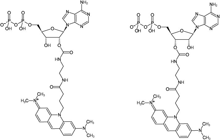 Structural formula of EDA-ADP-ATTO-495 (2'/3'-O-(2-Aminoethyl-carbamoyl)-Adenosine-5'-diphosphate, labeled with ATTO 495, Triethylammonium salt)