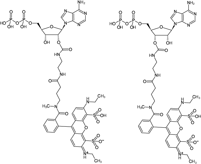 Structural formula of EDA-ADP-ATTO-532 (2'/3'-O-(2-Aminoethyl-carbamoyl)-Adenosine-5'-diphosphate, labeled with ATTO 532, Triethylammonium salt)