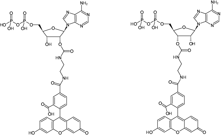 Structural formula of EDA-ADP-5-FAM (2'/3'-O-(2-Aminoethyl-carbamoyl)-Adenosine-5'-diphosphate, labeled with 5 FAM, Triethylammonium salt)