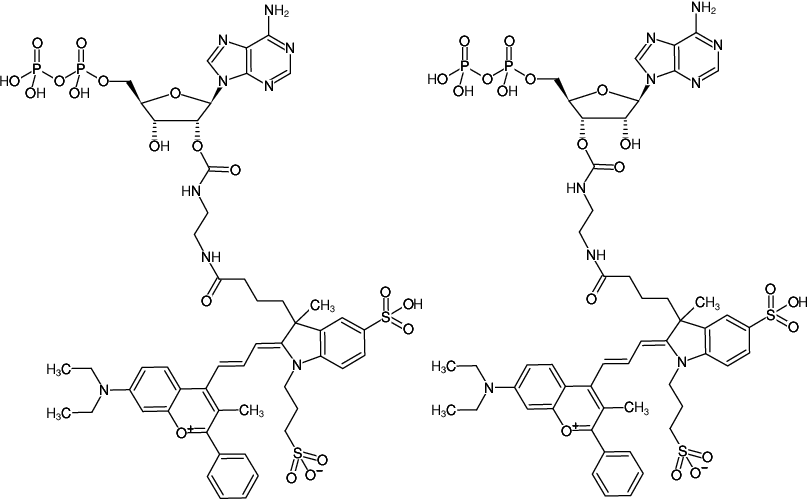 Structural formula of EDA-ADP-DYQ-661 (2'/3'-O-(2-Aminoethyl-carbamoyl)-Adenosine-5'-diphosphate, labeled with DYQ 661, Triethylammonium salt)