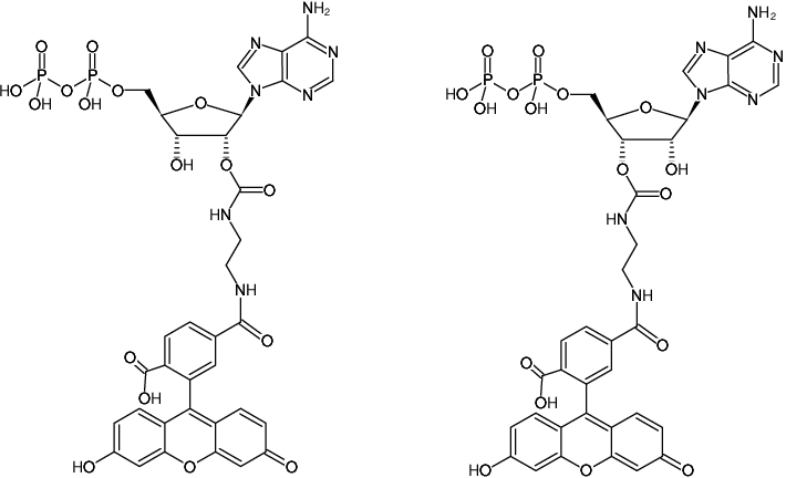 Structural formula of EDA-ADP-6-FAM (2'/3'-O-(2-Aminoethyl-carbamoyl)-Adenosine-5'-diphosphate, labeled with 6 FAM, Triethylammonium salt)