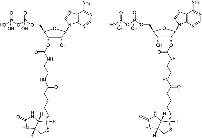 Structural formula of EDA-ADP-Biotin (2'/3'-O-(2-Aminoethyl-carbamoyl)-adenosine-5'-diphosphate-Biotin, Triethylammonium salt)