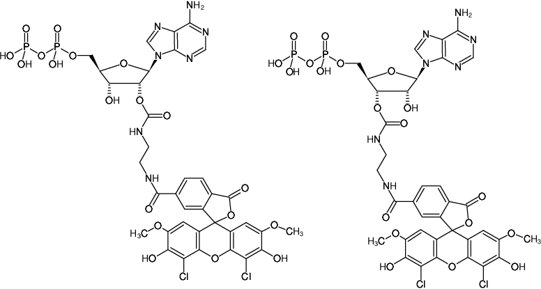 Structural formula of EDA-ADP-6-JOE (2'/3'-O-(2-Aminoethyl-carbamoyl)-Adenosine-5'-diphosphate, labeled with 6-JOE, Triethylammonium salt)