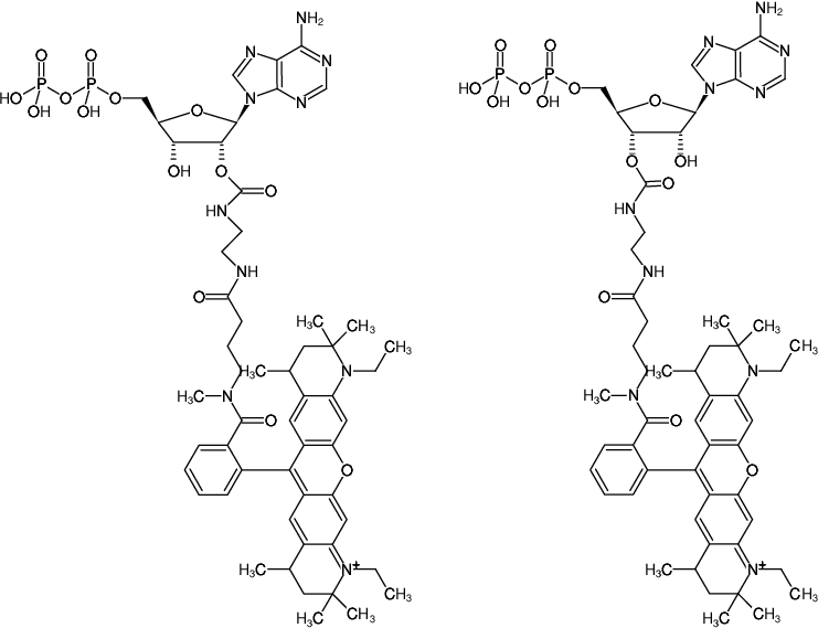 Structural formula of EDA-ADP-ATTO-Rho12 (2'/3'-O-(2-Aminoethyl-carbamoyl)-Adenosine-5'-diphosphate, labeled with ATTO Rho12, Triethylammonium salt)