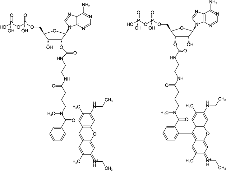 Structural formula of EDA-ADP-ATTO-Rho6G (2'/3'-O-(2-Aminoethyl-carbamoyl)-Adenosine-5'-diphosphate, labeled with ATTO Rho6G, Triethylammonium salt)