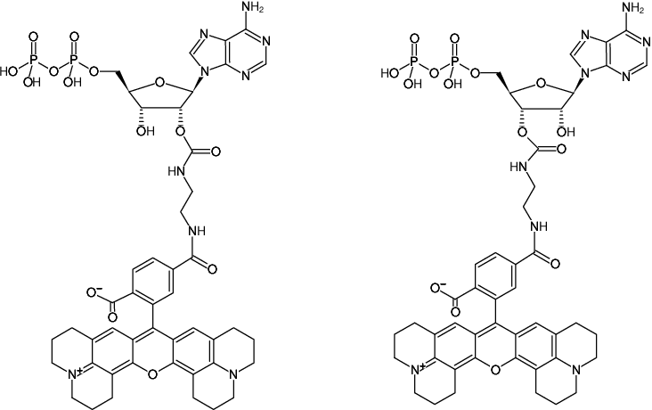 Structural formula of EDA-ADP-6-ROX (2'/3'-O-(2-Aminoethyl-carbamoyl)-Adenosine-5'-diphosphate, labeled with 6-ROX, Triethylammonium salt)