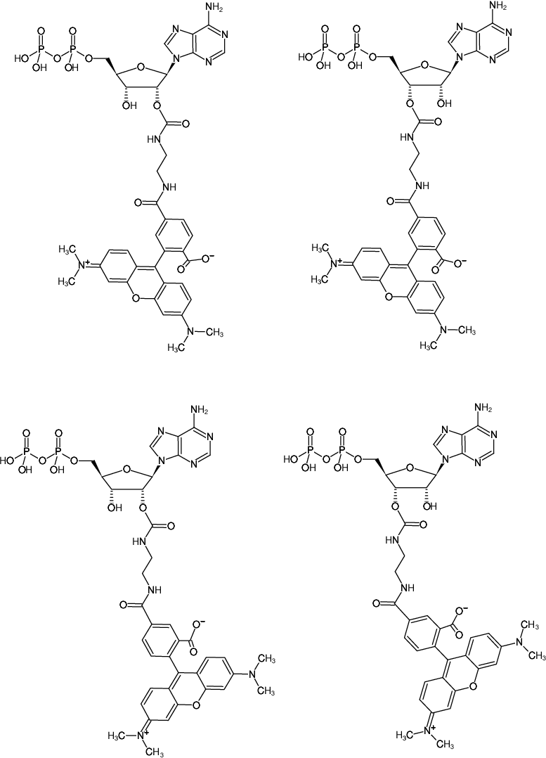 Structural formula of EDA-ADP-5/6-TAMRA (2'/3'-O-(2-Aminoethyl-carbamoyl)-Adenosine-5'-diphosphate, labeled with 5/6-TAMRA, Triethylammonium salt)