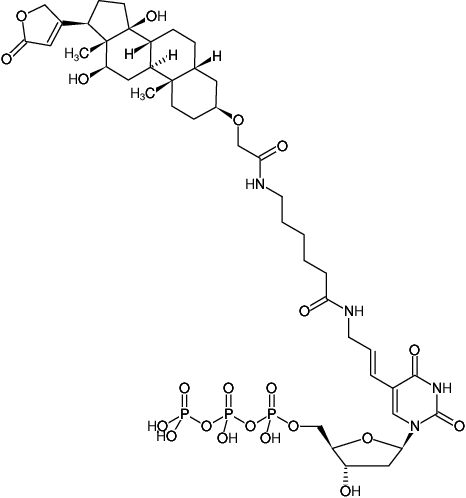 Structural formula of HighFidelity Digoxigenin PCR Labeling Kit (Preparation of Digoxigenin-labeled DNA probes by PCR)