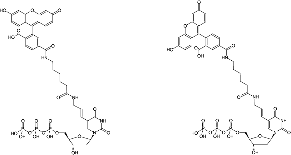 Structural formula of HighFidelity Fluorescein PCR Labeling Kit (Preparation of Fluorescein-labeled DNA probes by PCR)