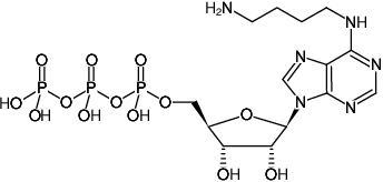 Structural formula of N6-(4-Amino)butyl-ATP (N6-(4-Amino)butyl-adenosine-5'-triphosphate, Sodium salt)