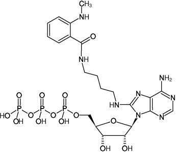 Structural formula of 8-[(4-Amino)butyl]-amino-ATP-MANT ((MABA-ATP), 8-[(4-Amino)butyl]-amino-adenosine-5'-triphosphate, labeled with MANT, Triethylammonium salt)