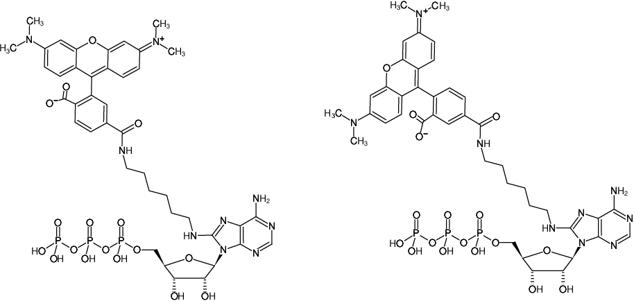 Structural formula of 8-(6-Aminohexyl)-amino-ATP-5/6-TAMRA (8-(6-Aminohexyl)-amino-adenosine-5'-triphosphate, labeled with 5/6-TAMRA, Triethylammonium salt)