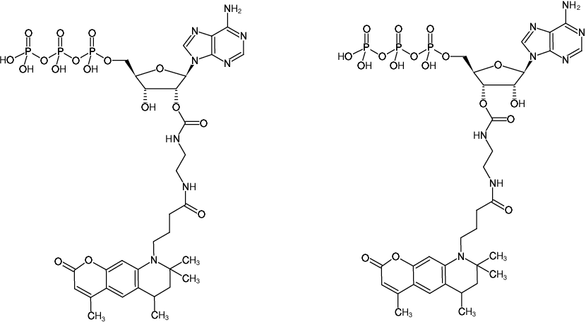 Structural formula of EDA-ATP-ATTO-390 (2'/3'-O-(2-Aminoethyl-carbamoyl)-Adenosine-5'-triphosphate, labeled with ATTO 390, Triethylammonium salt)