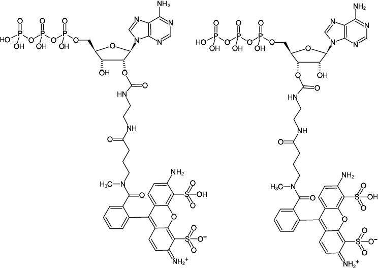 Structural formula of EDA-ATP-ATTO-488 (2'/3'-O-(2-Aminoethyl-carbamoyl)-adenosine-5'-triphosphate, labeled with ATTO 488, Triethylammonium salt)