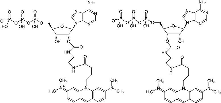 Structural formula of EDA-ATP-ATTO-495 (2'/3'-O-(2-Aminoethyl-carbamoyl)-Adenosine-5'-triphosphate, labeled with ATTO 495, Triethylammonium salt)