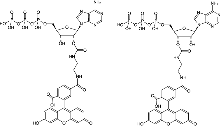 Structural formula of EDA-ATP-6-FAM (2'/3'-O-(2-Aminoethyl-carbamoyl)-Adenosine-5'-triphosphate, labeled with 6 FAM, Triethylammonium salt)