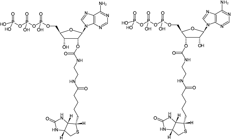 Structural formula of EDA-ATP-Biotin (2'/3'-O-(2-Aminoethyl-carbamoyl)-adenosine-5'-triphosphate-Biotin, Triethylammonium salt)