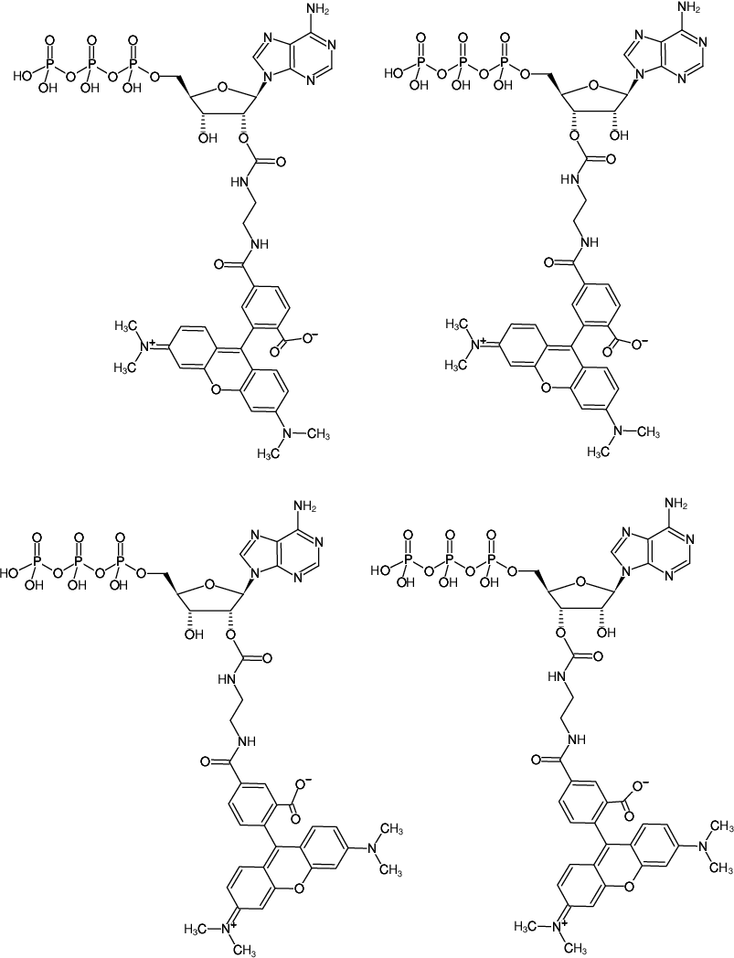 Structural formula of EDA-ATP-5/6-TAMRA (2'/3'-O-(2-Aminoethyl-carbamoyl)-Adenosine-5'-triphosphate, labeled with 5/6-TAMRA, Triethylammonium salt)