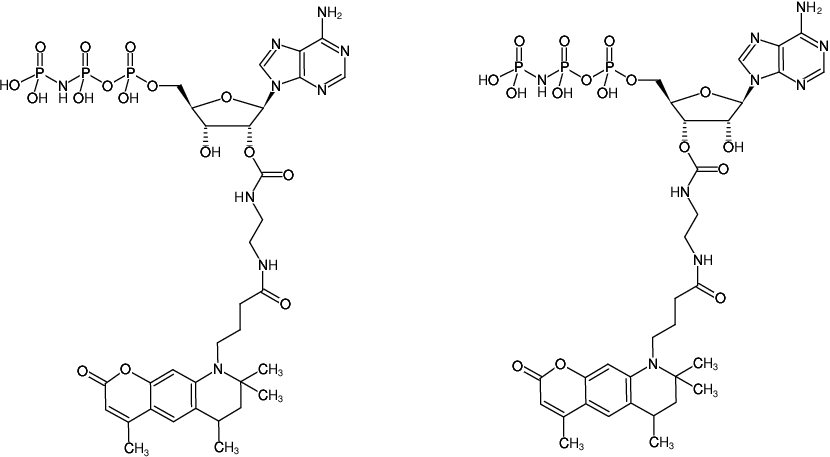 Structural formula of EDA-AppNHp (EDA-AMPPNP)-ATTO-390 (2'/3'-O-(2-Aminoethyl-carbamoyl)-Adenosine-5'-[(β,γ)-imido] triphosphate, labeled with ATTO 390, Triethylammonium salt)