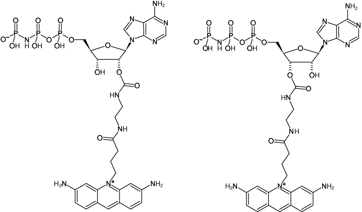 Structural formula of EDA-AppNHp (EDA-AMPPNP)-ATTO-465 (2'/3'-O-(2-Aminoethyl-carbamoyl)-Adenosine-5'-[(β,γ)-imido] triphosphate, labeled with ATTO 465, Triethylammonium salt)