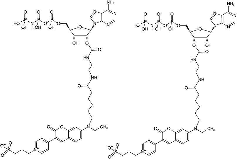 Structural formula of EDA-AppNHp (EDA-AMPPNP)-DY-485XL (2'/3'-O-(2-Aminoethyl-carbamoyl)-Adenosine-5'-[(β,γ)-imido] triphosphate, labeled with DY 485XL, Triethylammonium salt)