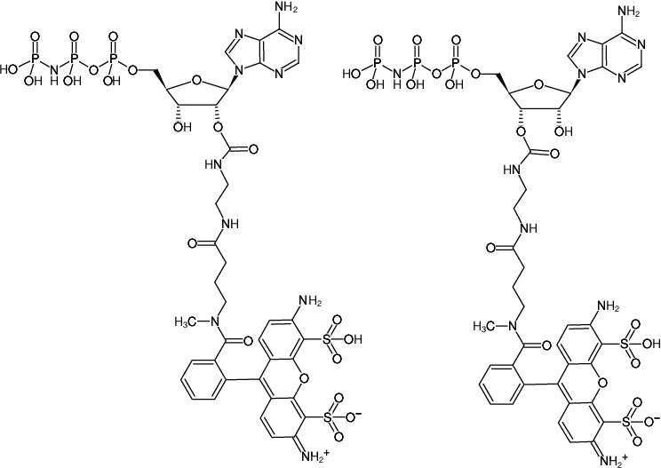 Structural formula of EDA-AppNHp (EDA-AMPPNP)-ATTO-488 (2'/3'-O-(2-Aminoethyl-carbamoyl)-Adenosine-5'-[(β,γ)-imido] triphosphate, labeled with ATTO 488, Triethylammonium salt)