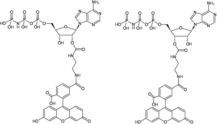 Structural formula of EDA-AppNHp (EDA-AMPPNP)-6-FAM (2'/3'-O-(2-Aminoethyl-carbamoyl)-Adenosine-5'-[(β,γ)-imido] triphosphate, labeled with 6 FAM, Triethylammonium salt)