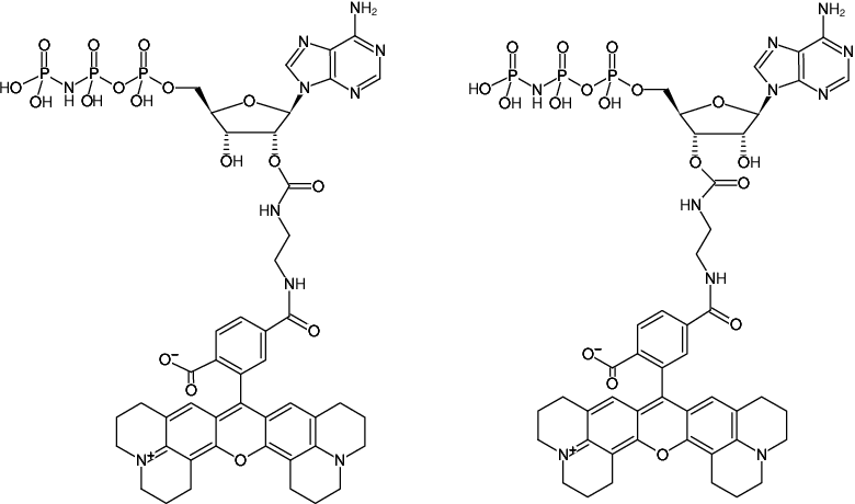 Structural formula of EDA-AppNHp (EDA-AMPPNP)-6-ROX (2'/3'-O-(2-Aminoethyl-carbamoyl)-Adenosine-5'-[(β,γ)-imido] triphosphate, labeled with 6-ROX, Triethylammonium salt)