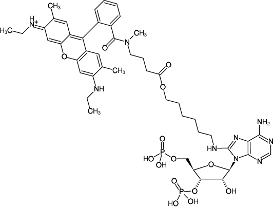 Structural formula of 8-(6-Aminohexyl)-amino-adenosine-3',5'-bisphosphate-ATTO-Rho6G (8-(6-Aminohexyl)-amino-adenosine-3',5'-bisphosphate, labeled with ATTO Rho6G, Triethylammonium salt)