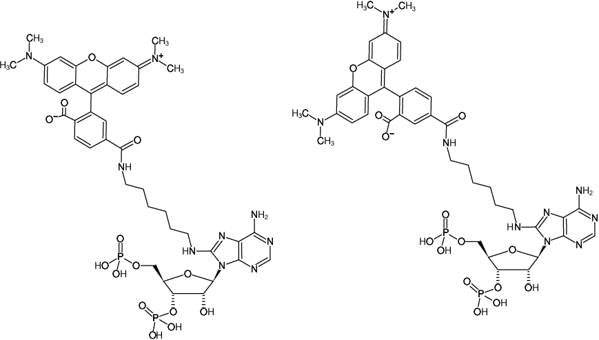 Structural formula of 8-(6-Aminohexyl)-amino-adenosine-3',5'-bisphosphate-5/6-TAMRA (8-(6-Aminohexyl)-amino-adenosine-3',5'-bisphosphate, labeled with 5/6-TAMRA, Triethylammonium salt)